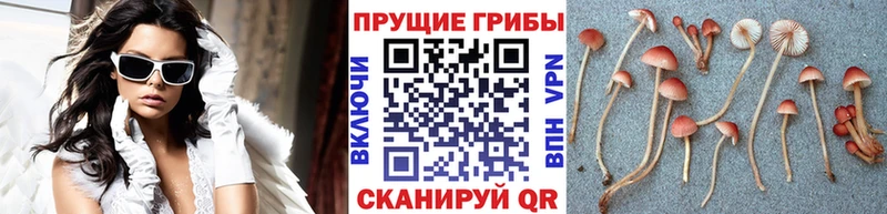 Псилоцибиновые грибы прущие грибы Пучеж